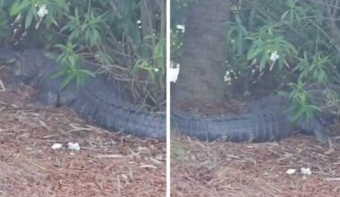 Gator found under car at Jekyll Island hotel - WSB-TV Channel 2