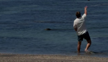 Man accused of throwing rock at monk seal in Hawaii arrested near Seattle – KIRO 7 News Seattle