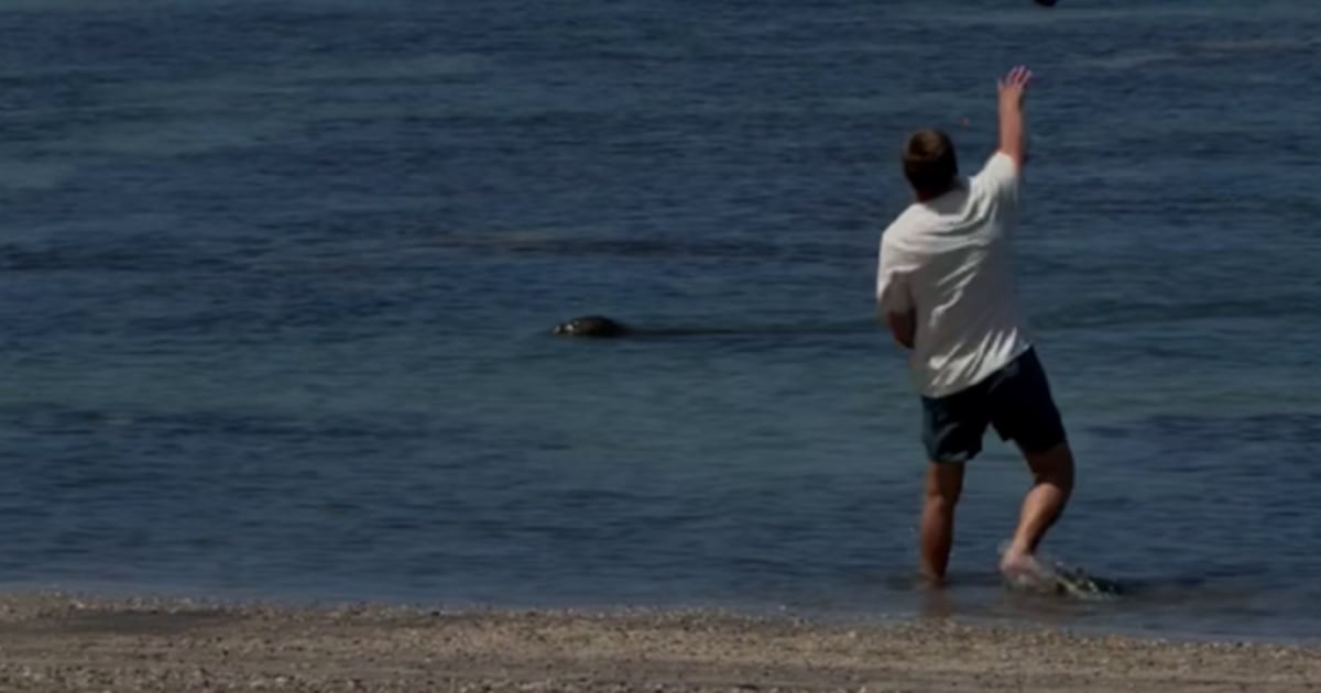 Man accused of throwing rock at monk seal in Hawaii arrested near Seattle – KIRO 7 News Seattle
