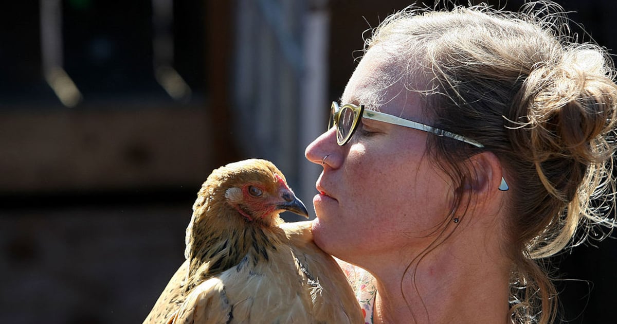 CDC says not to kiss, snuggle chickens amid salmonella outbreak - WSB-TV Channel 2