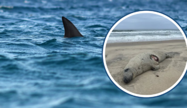 ‘Just the beginning’: 1st great white shark of season confirmed off Massachusetts – Boston 25 News