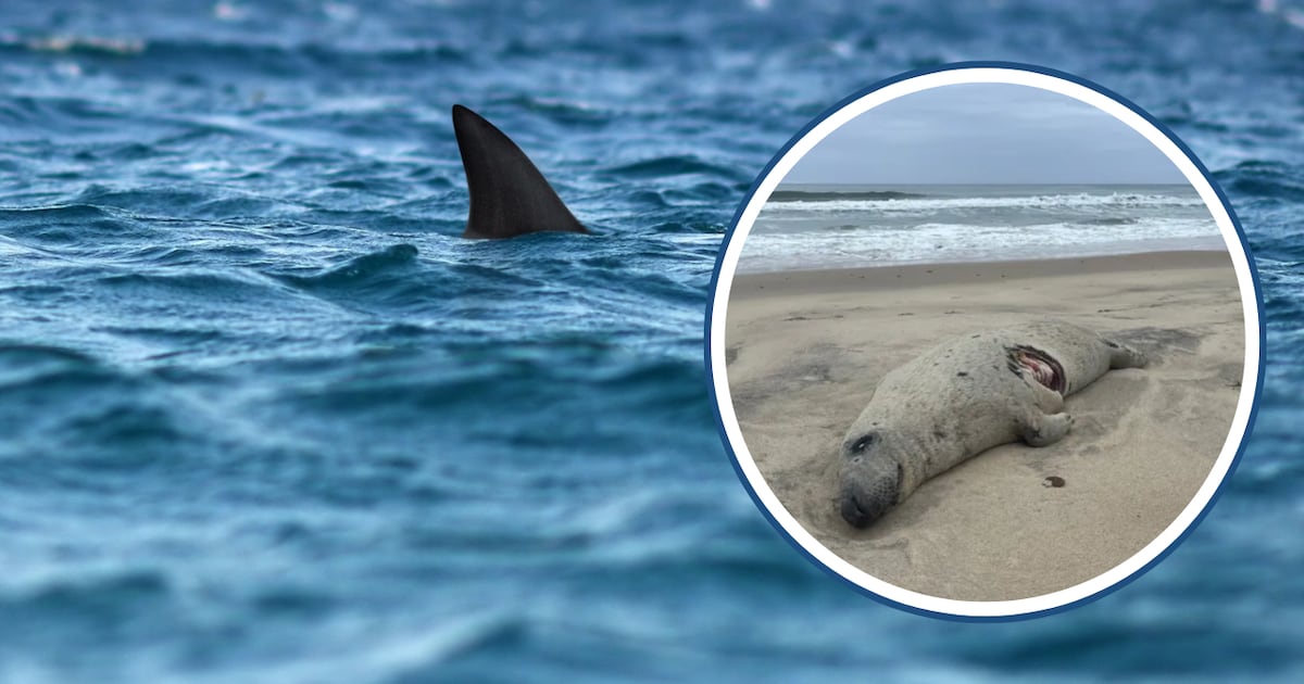 ‘Just the beginning’: 1st great white shark of season confirmed off Massachusetts – Boston 25 News
