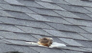 Spokane woman finds marmot living in her attic – KIRO 7 News Seattle
