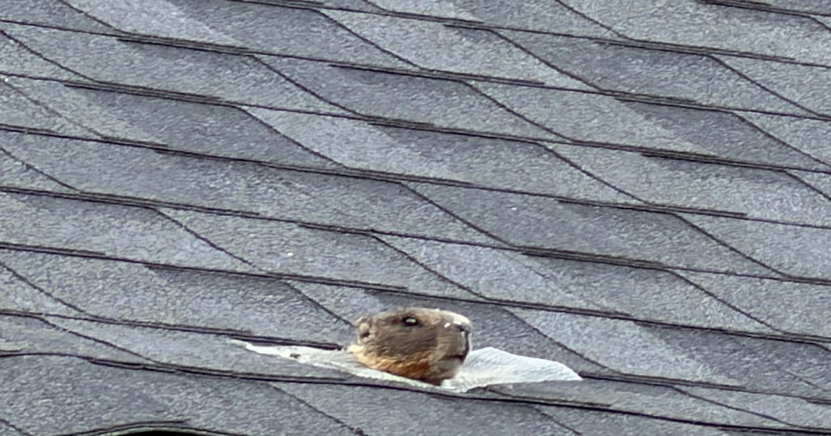 Spokane woman finds marmot living in her attic – KIRO 7 News Seattle