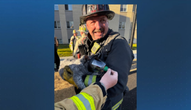 Cat, gecko rescued from Hyde Park fire that displaced 5 adults, 10 children – Boston 25 News