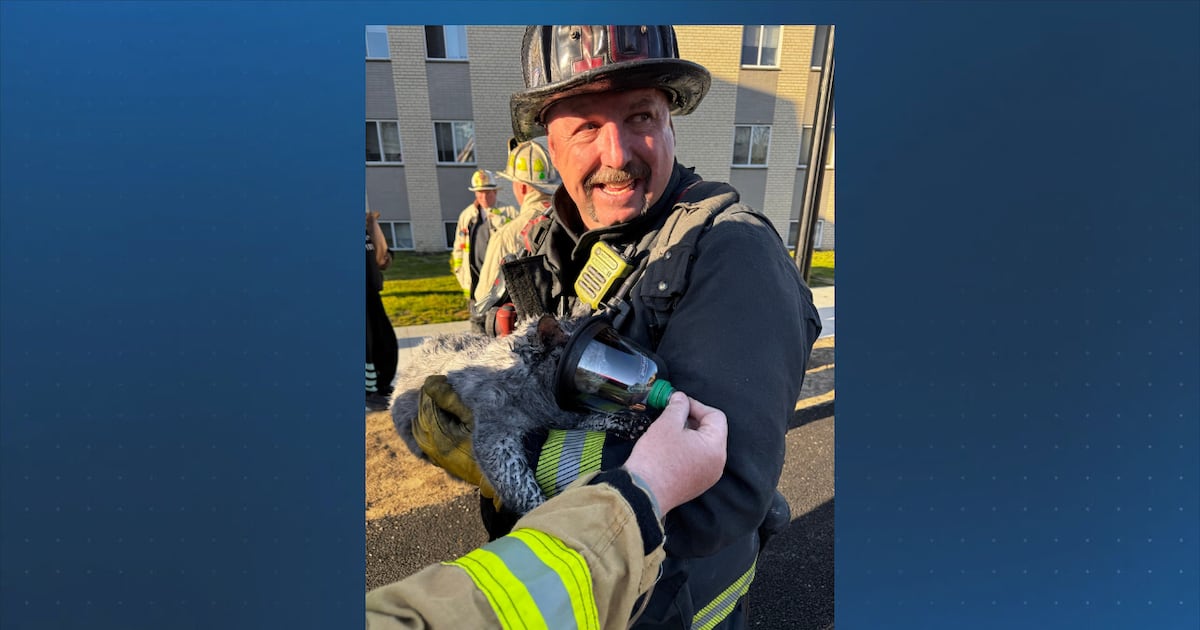 Cat, gecko rescued from Hyde Park fire that displaced 5 adults, 10 children – Boston 25 News