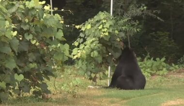 Bear sighting calls spike in Alpharetta – WSB-TV Channel 2