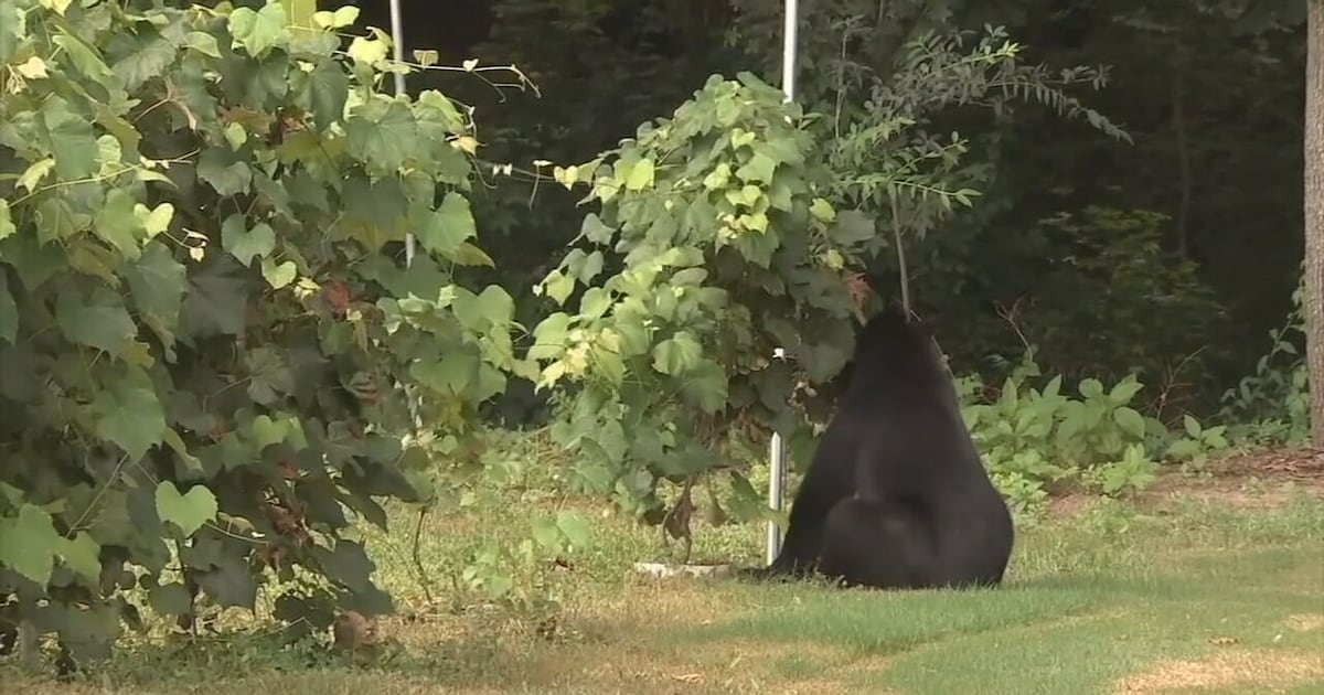 Bear sighting calls spike in Alpharetta – WSB-TV Channel 2