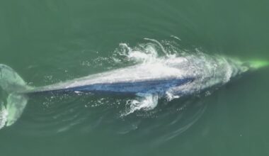 Boaters beware: Two gray whales in ‘poor condition’ spotted in central Puget Sound – KIRO 7 News Seattle