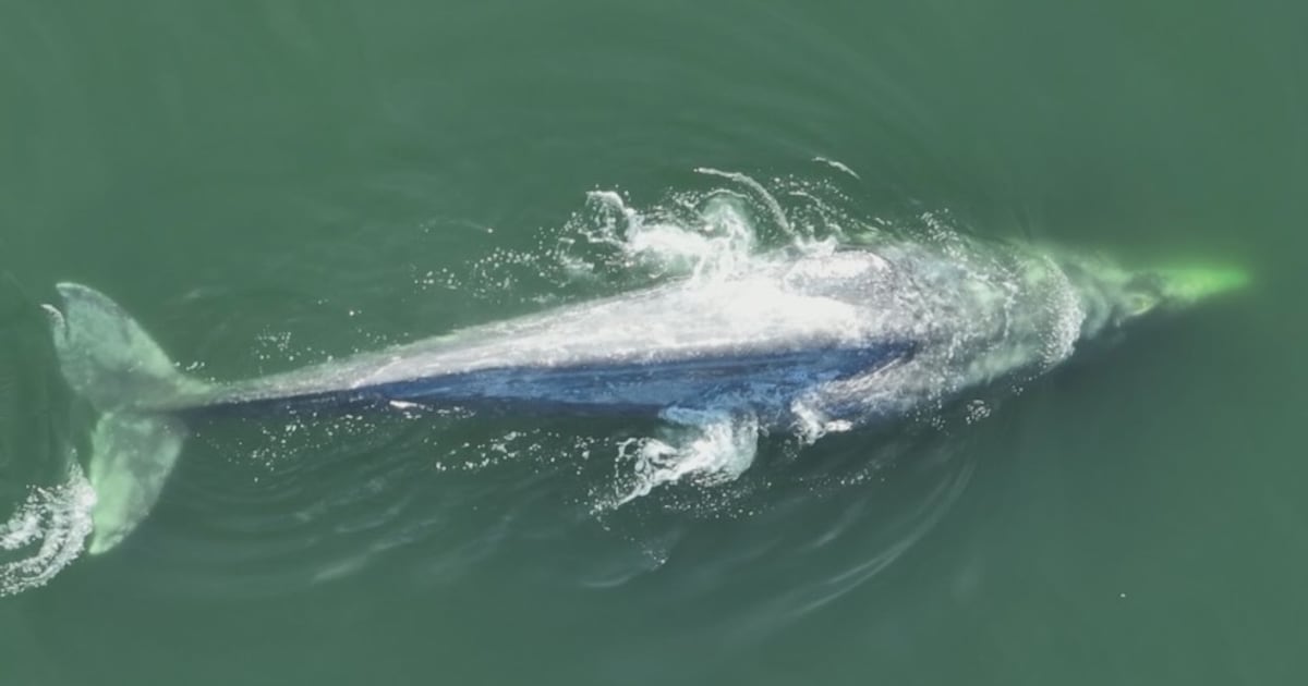 Boaters beware: Two gray whales in ‘poor condition’ spotted in central Puget Sound – KIRO 7 News Seattle