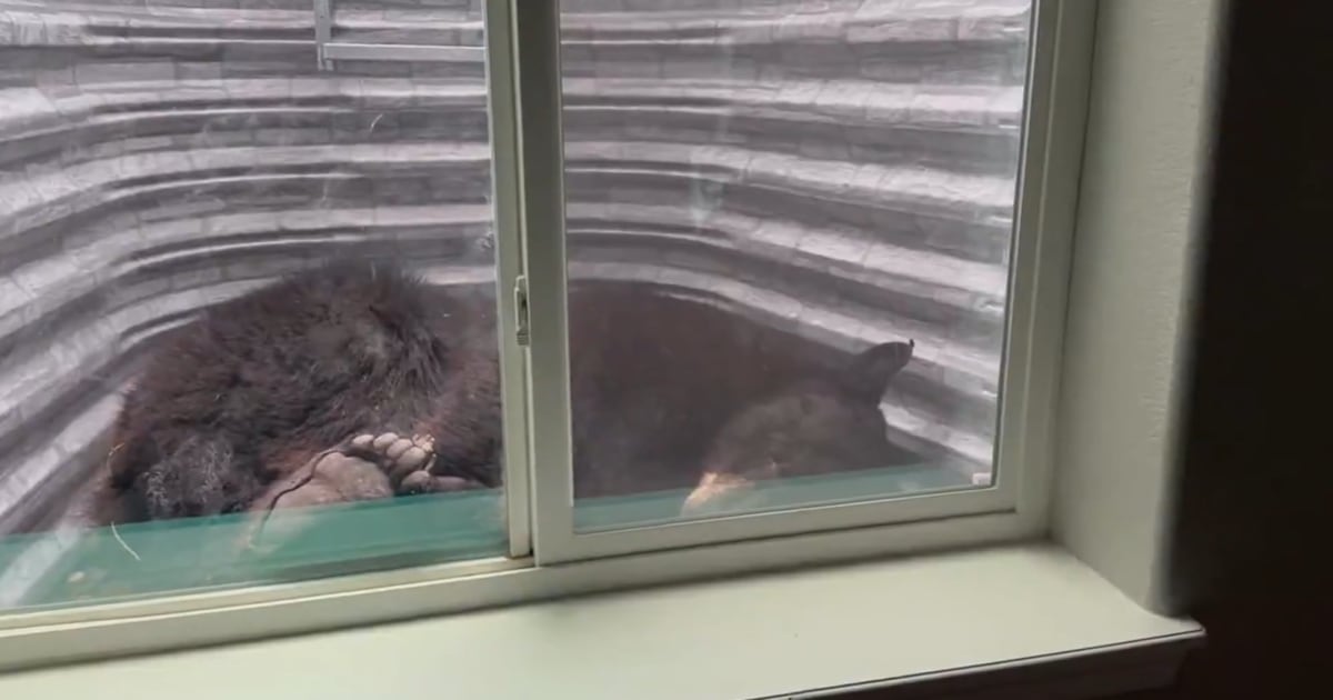 ‘Very surreal;’ Black bear found napping in window well outside basement – WHIO TV 7 and WHIO Radio