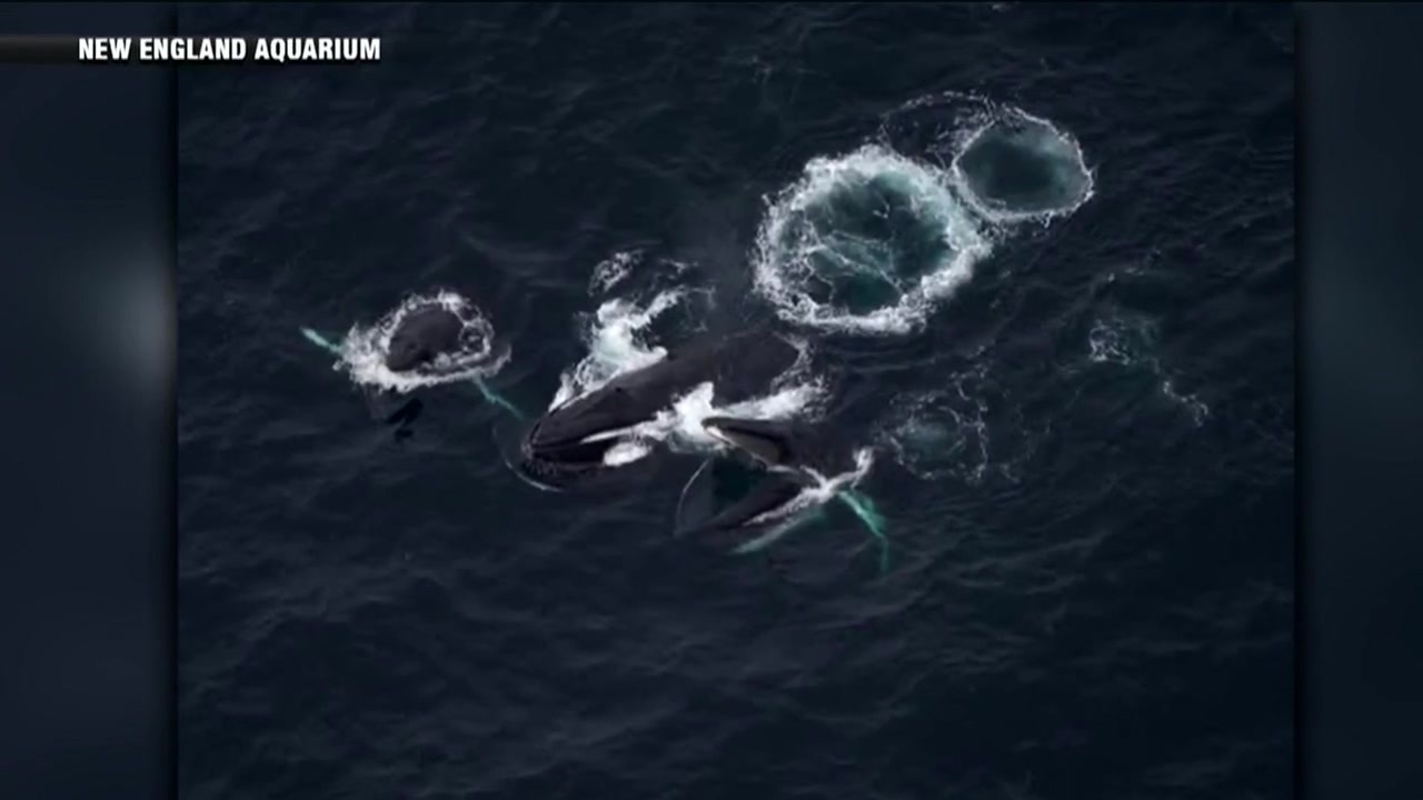 More than 200 whales spotted off Cape Cod - Boston News, Weather, Sports