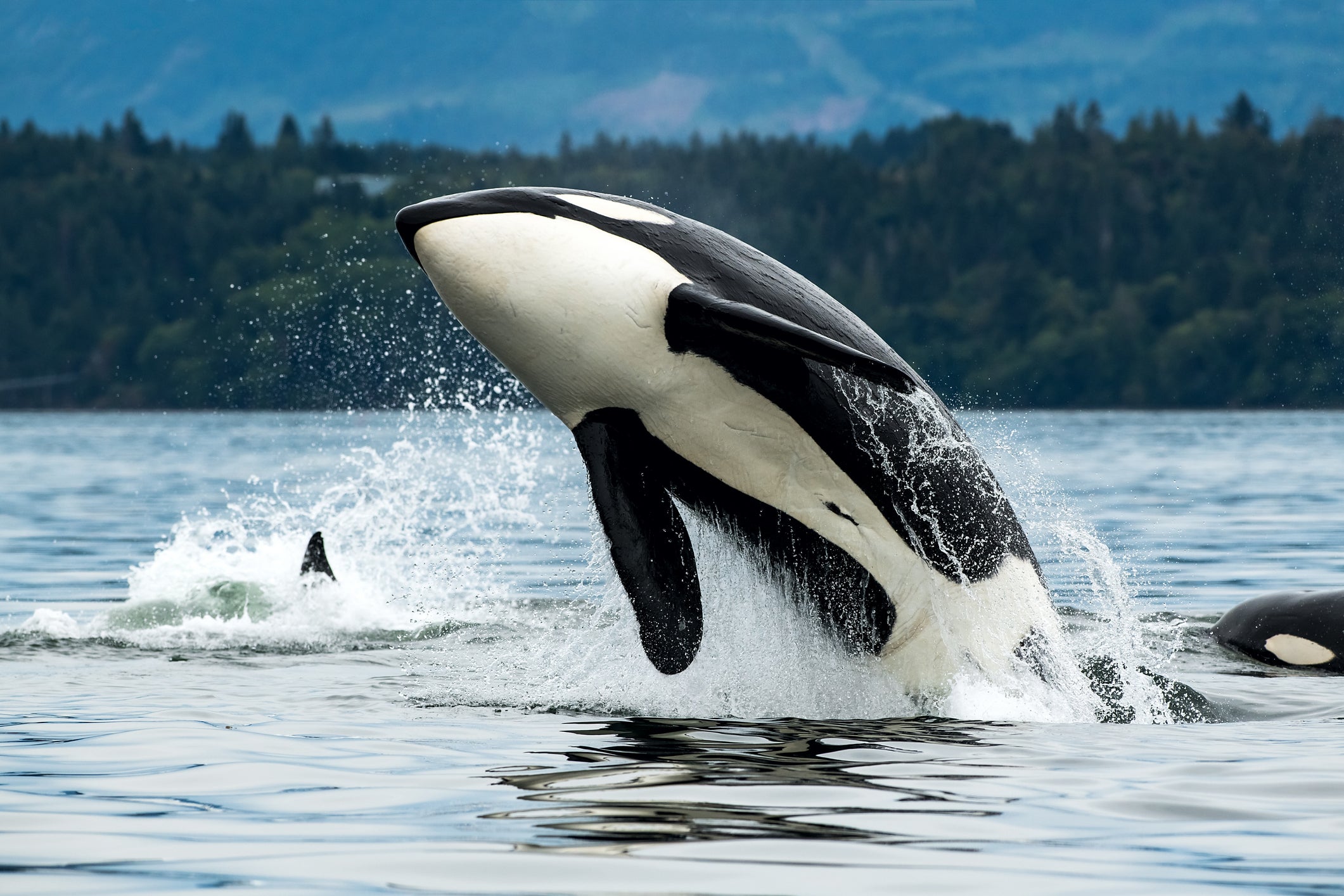 The orcas could be bored youth that have been left unsupervised