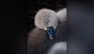 18-year-old photographer wins top prize with heartwarming cygnet image – "They all lay down for a rest right beside me"