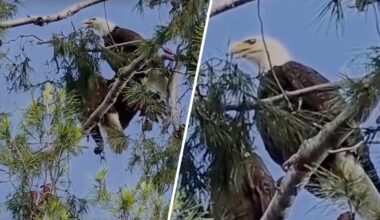 Pair of bald eagles spotted nesting in LA County – NBC Los Angeles