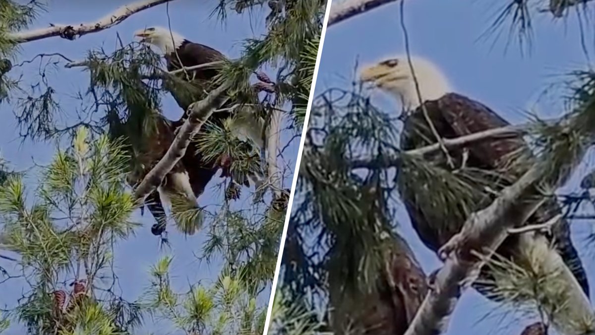 Pair of bald eagles spotted nesting in LA County – NBC Los Angeles