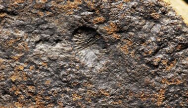 The Oldest Evidence of Animal Sex Has Been Found, and It’s Mind-Boggling