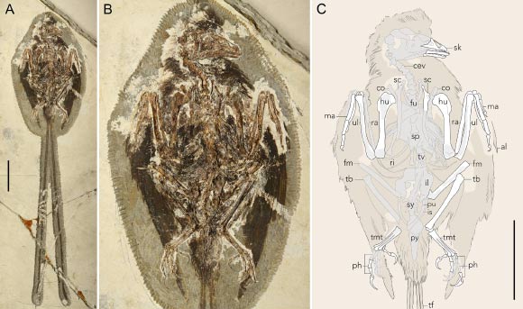 The holotype specimen of Plumadraco bankoorum. Image credit: Clark et al., doi: 10.1371/journal.pone.0347641.
