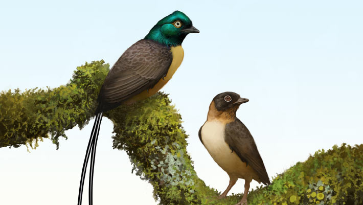 Cretaceous Bird from China Had Pair of Tail Feathers Twice as Long as Its Body