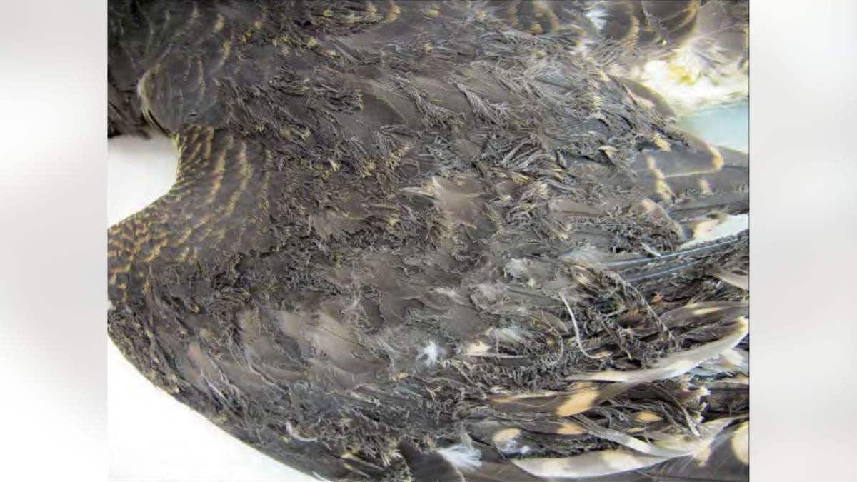 Close-up of damaged bird wing with curled feathers caused by solar flux at Ivanpah