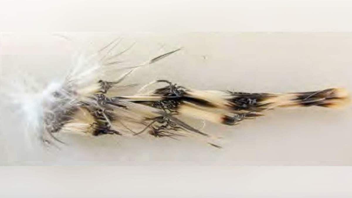 Cluster of bird feathers showing burn damage from solar flux