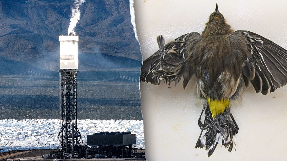 Split image of Ivanpah solar tower and dead bird with burn injuries