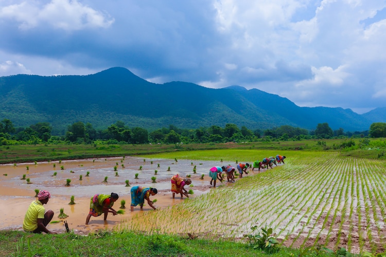 People work on a rice farm in Odisha. (Photo: Unsplash)