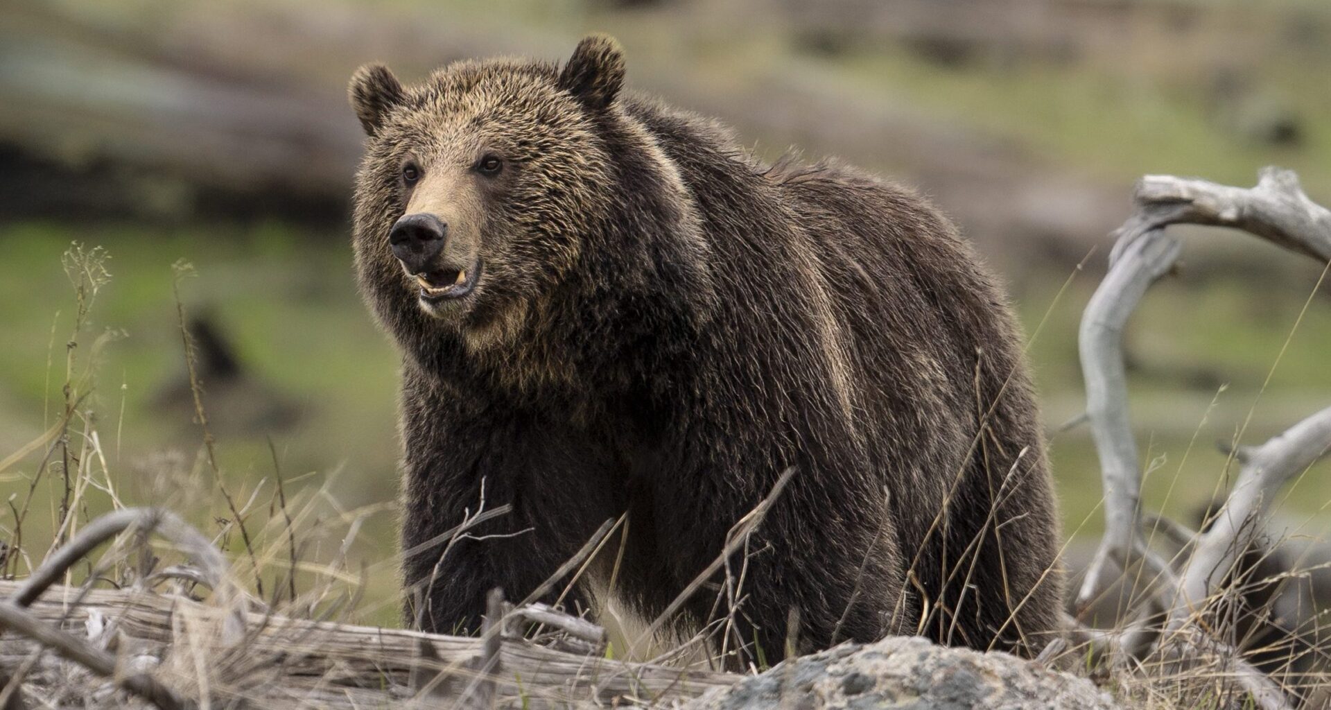 Early-rising Yellowstone grizzlies forecast busy year