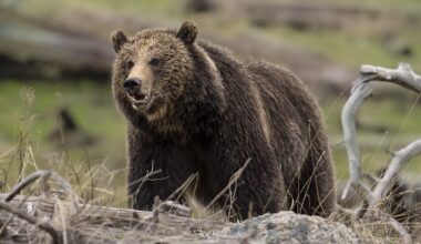 Early-rising Yellowstone grizzlies forecast busy year