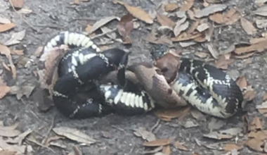 This South Carolina snake makes meals of copperheads