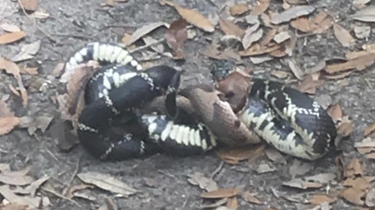 This South Carolina snake makes meals of copperheads