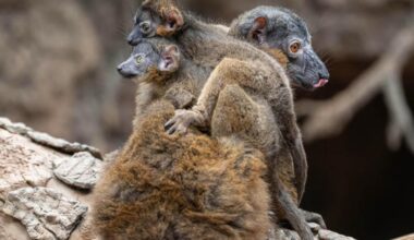 Endangered lemur gives birth to rare set of twins at NYC's Bronx Zoo