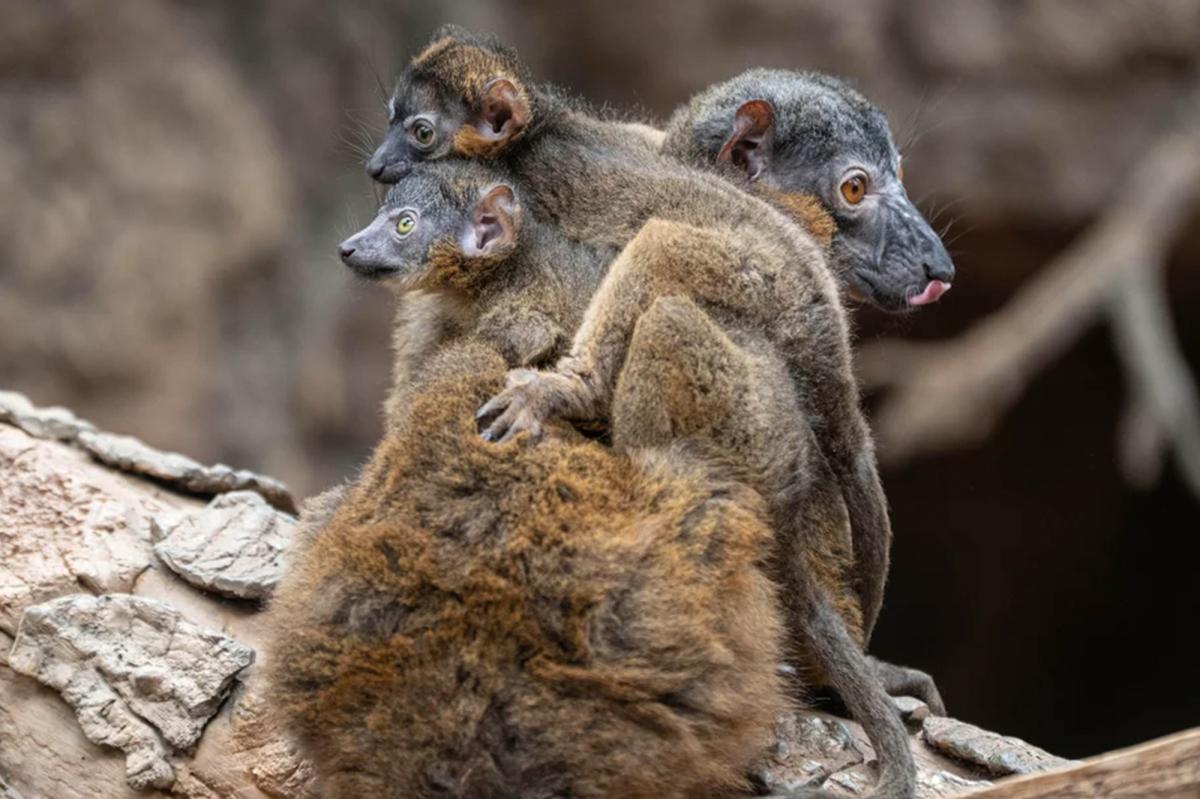 Endangered lemur gives birth to rare set of twins at NYC's Bronx Zoo