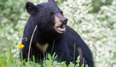 Black Bear Spotted In Hatfield, 'Getting A Little Too Friendly'