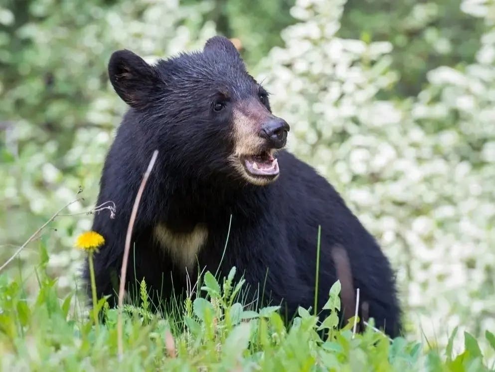 Black Bear Spotted In Hatfield, 'Getting A Little Too Friendly'