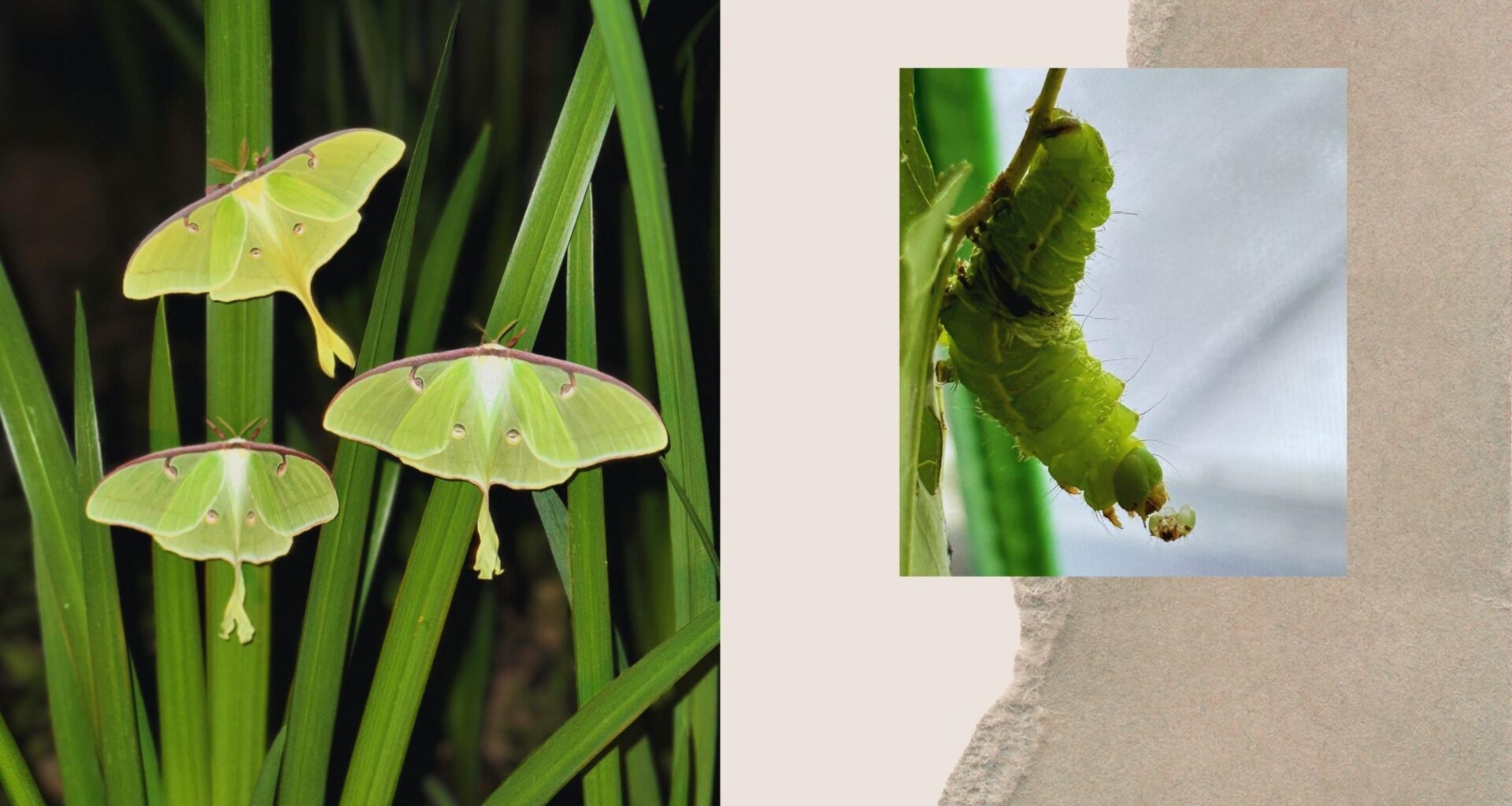 The Luna Moth that Saved Me