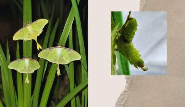 The Luna Moth that Saved Me