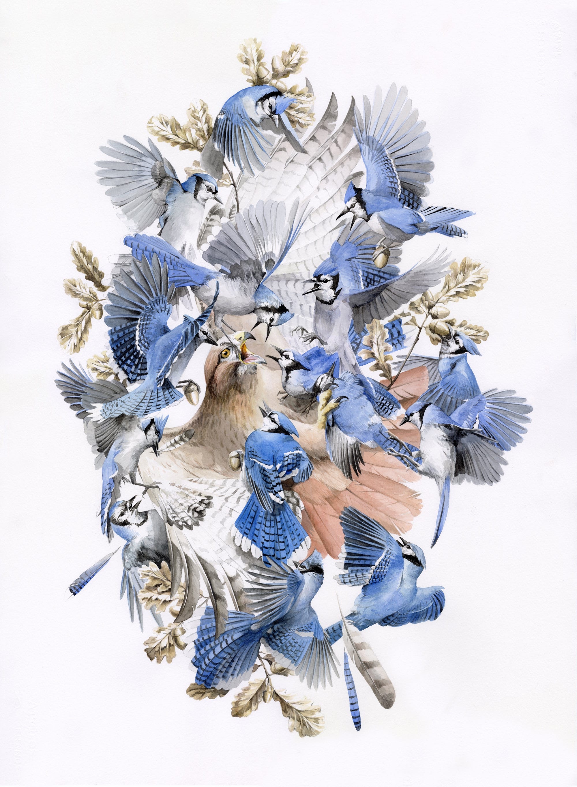 A highly detailed painting of a menagerie of blue jays and an eagle in a jumble against a white background