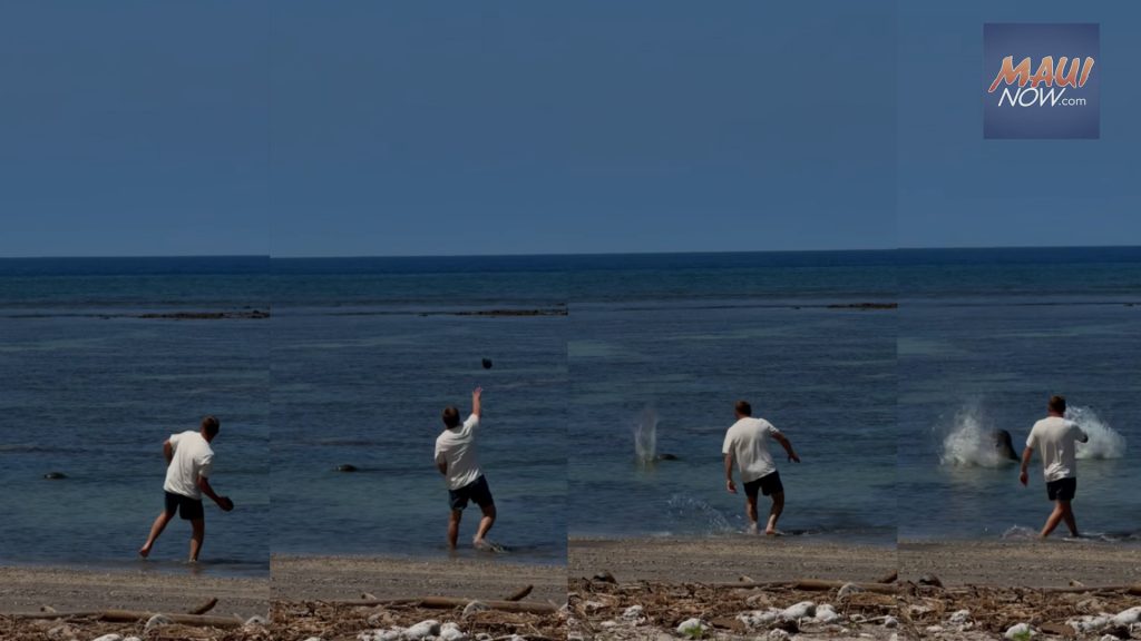 Washington man charged with harassment for allegedly hurling large rock at endangered monk seal ‘Lani’ : Maui Now
