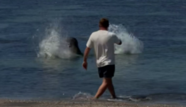 Tourist accused of hurling rock at endangered Hawaii monk seal's head is arrested by federal agents