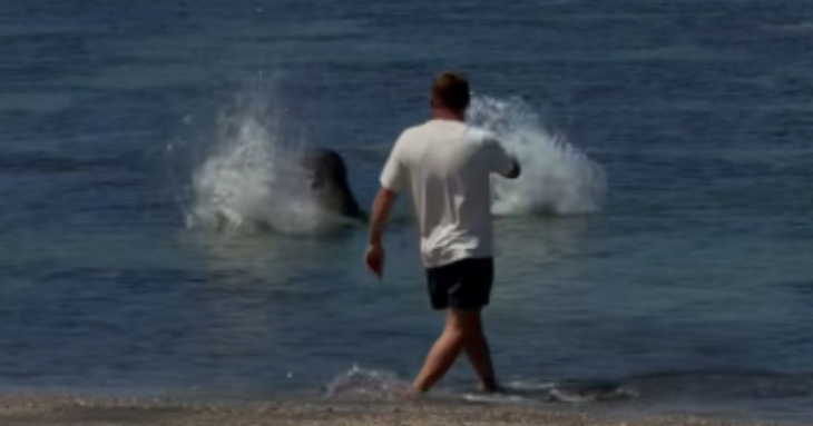 Tourist accused of hurling rock at endangered Hawaii monk seal's head is arrested by federal agents