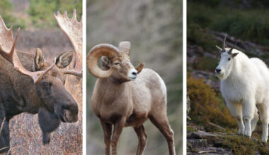 Now available: Controlled hunt drawing results for moose, bighorn sheep, and mountain goat