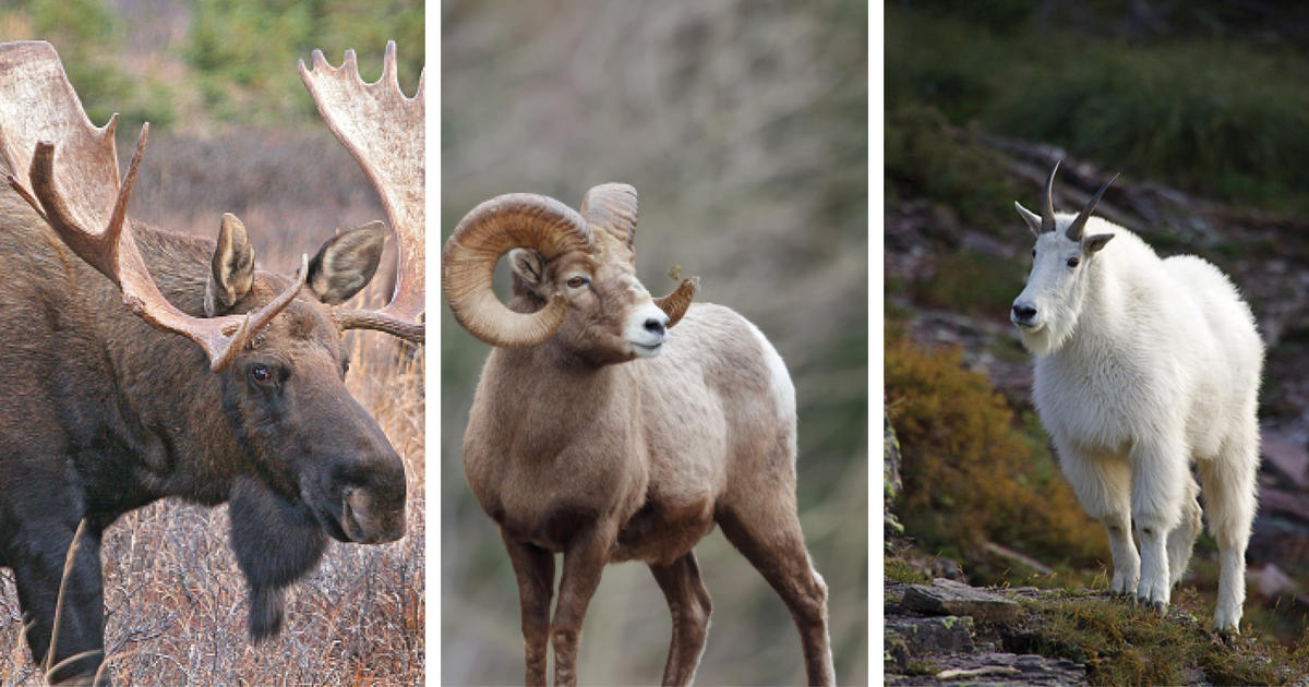 Now available: Controlled hunt drawing results for moose, bighorn sheep, and mountain goat
