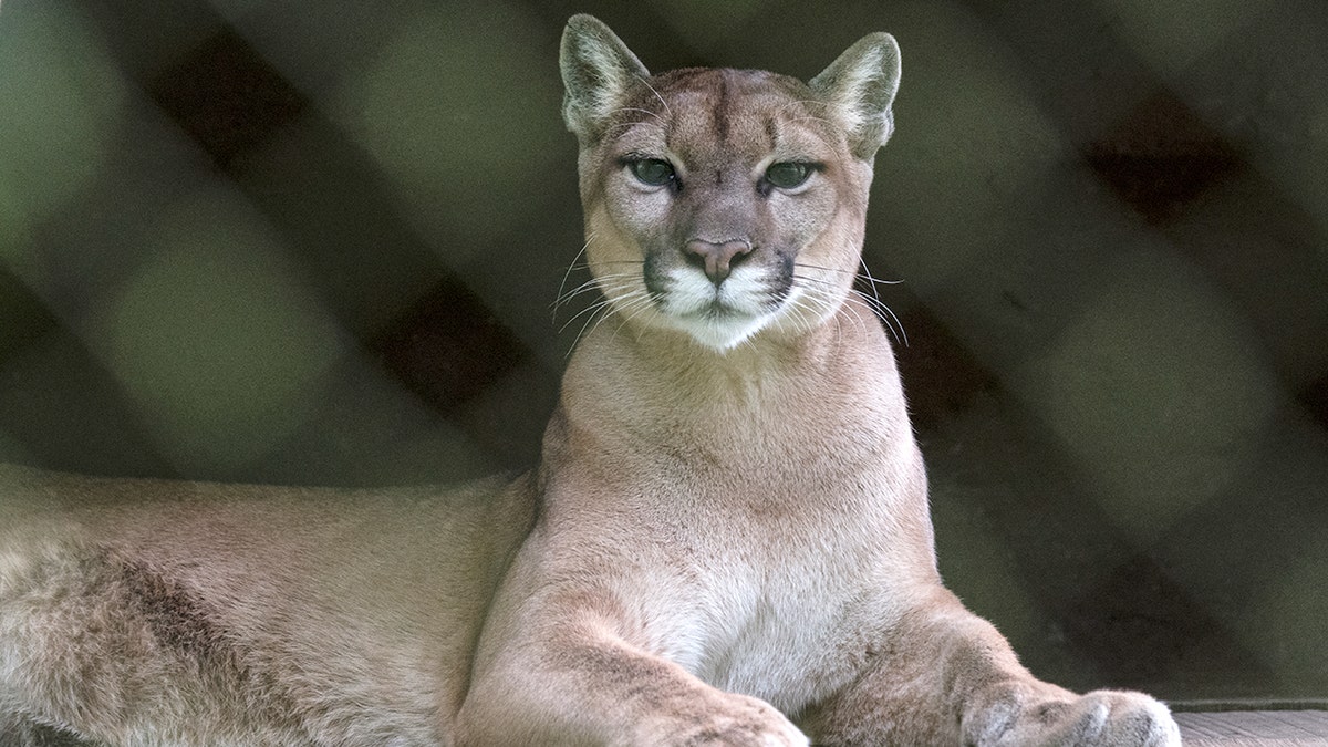 A mountain lion standing inside the Wildlife Rescue Center in Alajuela, Costa Rica