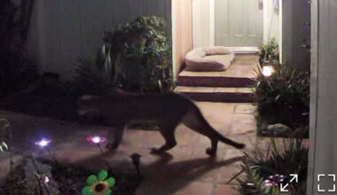 Mountain Lion Sightings Raise Questions About Wildlife Habitat in Santa Barbara
