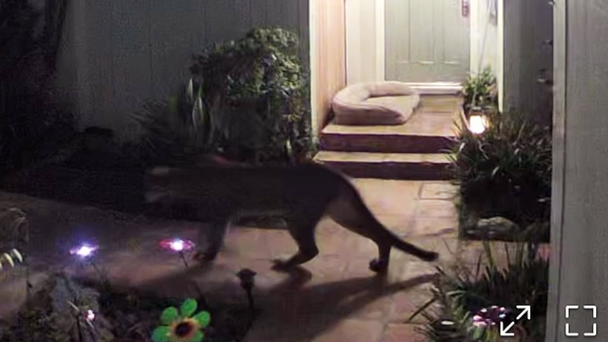 Mountain Lion Sightings Raise Questions About Wildlife Habitat in Santa Barbara