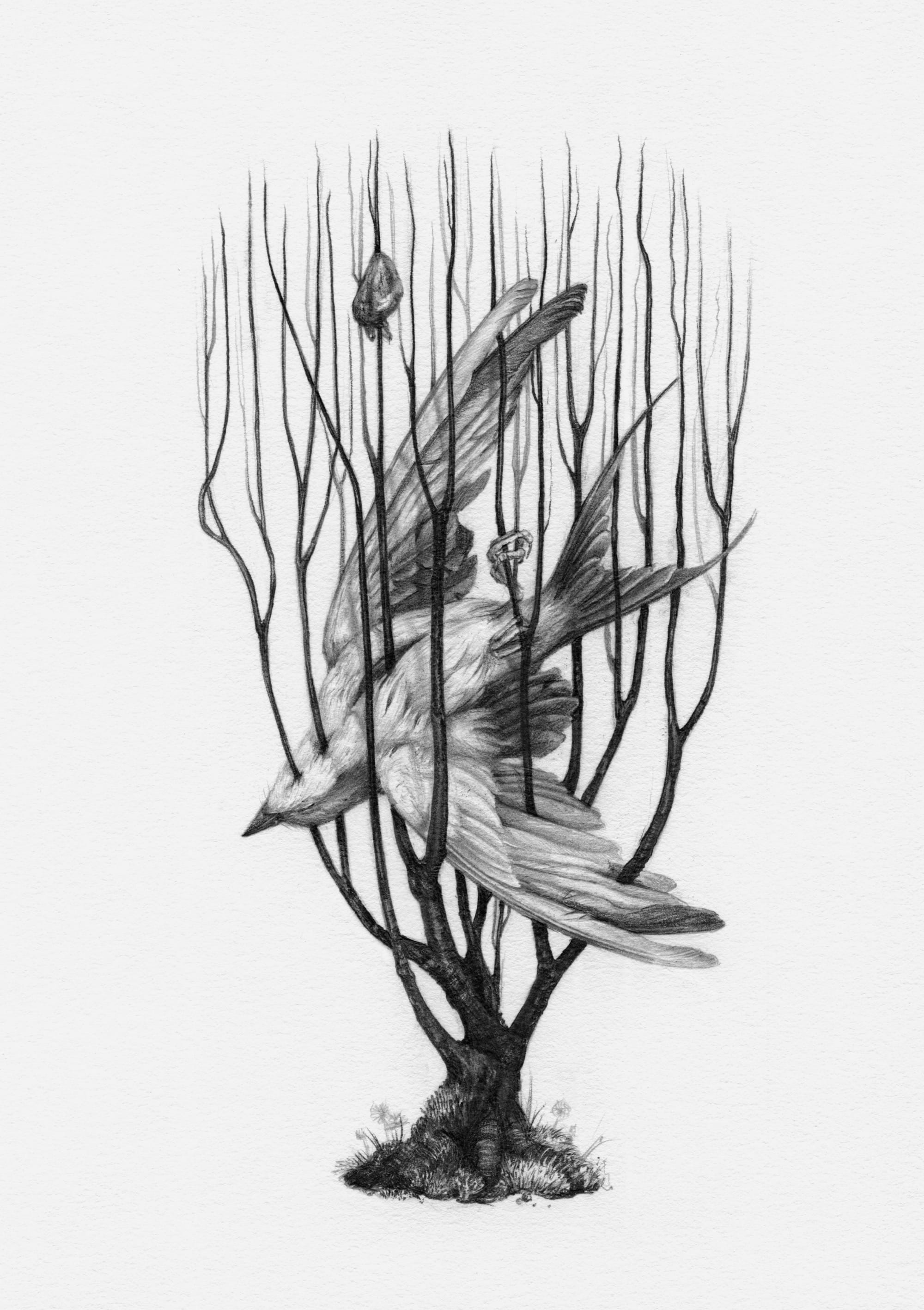 a drawing by Christina Mrozik of a bird in a plant