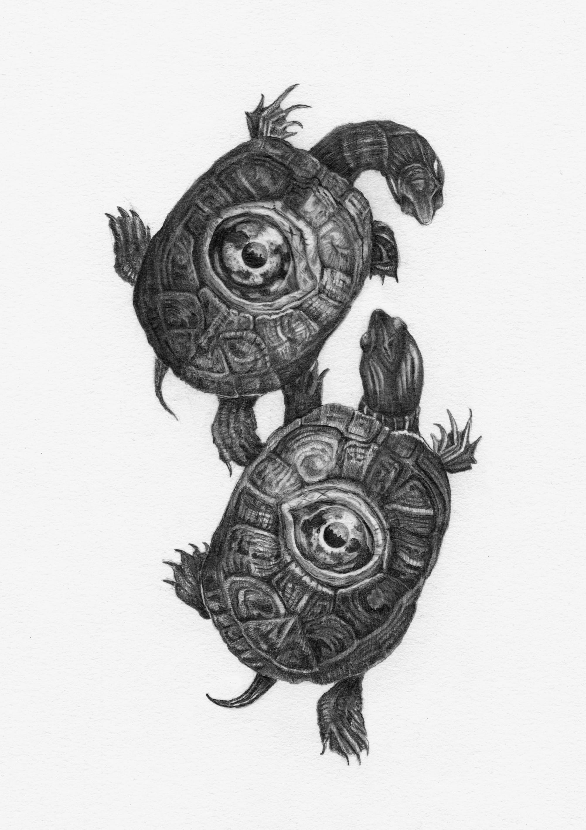 a drawing by Christina Mrozik of two turtles with eyes on their backs