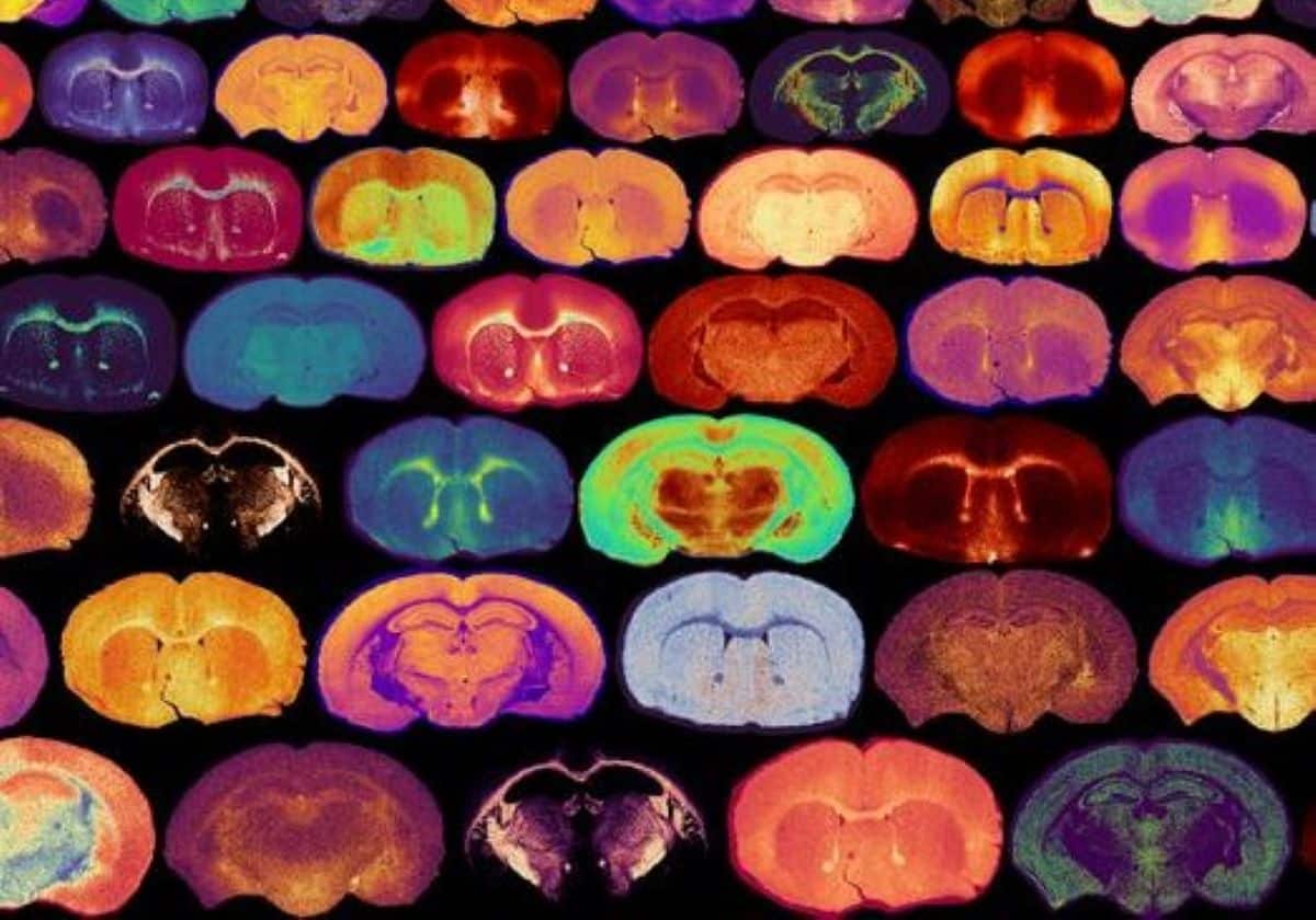 Neuroscience News logo for mobile.