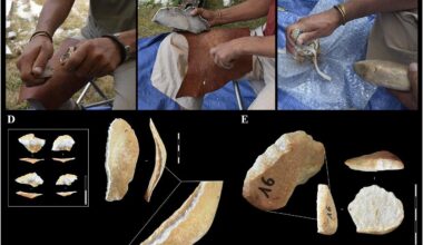 Neanderthals used rhinoceros teeth as tools for making stone implements, study finds